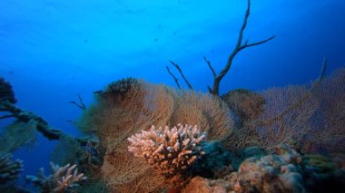 Sualtı Tropikal Mercanları. Su altı deniz balığı. Tropik balık resifi denizcisi. Renkli sualtı deniz manzarası. Resif mercan sahnesi. Mercan bahçesi deniz manzarası. Renkli tropikal mercan resifleri.