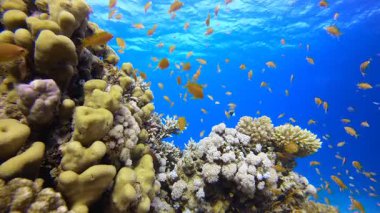 Sualtı Tropikal Mercan Resifi. Su altı deniz balığı. Tropik balık resifi denizcisi. Renkli sualtı deniz manzarası. Resif mercan sahnesi. Mercan bahçesi deniz manzarası. Renkli tropikal mercan resifleri.