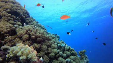 Tropik Mercan Bahçesi Deniz Hayatı. Su altı deniz balığı. Tropik balık resifi denizcisi. Renkli sualtı deniz manzarası. Resif mercan sahnesi. Mercan bahçesi deniz manzarası. Renkli tropikal mercan resifleri.