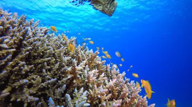 Tropik Mercan Aslan Balığı Dalgıcı. Su altı deniz balığı. Tropik balık resifi denizcisi. Renkli sualtı deniz manzarası. Resif mercan sahnesi. Mercan bahçesi deniz manzarası. Renkli tropikal mercan resifleri.
