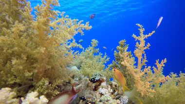 Tropik Balık Mercan Resifi. Su altı deniz balığı. Tropik balık resifi denizcisi. Renkli sualtı deniz manzarası. Resif mercan sahnesi. Mercan bahçesi deniz manzarası. Renkli tropikal mercan resifleri.