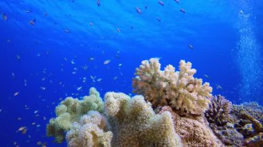 Tropik Balık Mercan Deniz Resifi. Su altı deniz balığı. Tropik balık resifi denizcisi. Renkli sualtı deniz manzarası. Resif mercan sahnesi. Mercan bahçesi deniz manzarası. Renkli tropikal mercan resifleri.