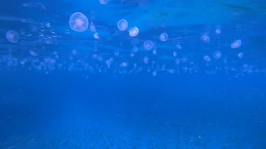 Mavi Balık Denizanası. Su altı deniz balığı. Tropik balık resifi denizcisi. Renkli sualtı deniz manzarası. Resif mercan sahnesi. Mercan bahçesi deniz manzarası. Renkli tropikal mercan resifleri.