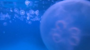 Mavi Deniz Denizanası. Su altı deniz balığı. Tropik balık resifi denizcisi. Renkli sualtı deniz manzarası. Resif mercan sahnesi. Mercan bahçesi deniz manzarası. Renkli tropikal mercan resifleri.