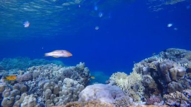 Renkli Tropikal Balık ve Mercanlar. Su altı deniz balığı. Tropik balık resifi denizcisi. Renkli sualtı deniz manzarası. Resif mercan sahnesi. Mercan bahçesi deniz manzarası. Renkli tropikal mercan resifleri.