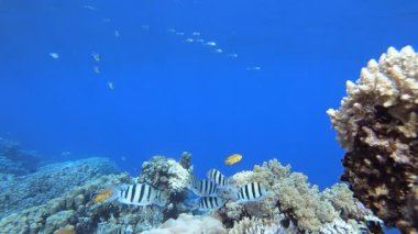 Mercan Bahçesi Balık Sahnesi. Su altı deniz balığı. Tropik balık resifi denizcisi. Renkli sualtı deniz manzarası. Resif mercan sahnesi. Mercan bahçesi deniz manzarası. Renkli tropikal mercan resifleri.