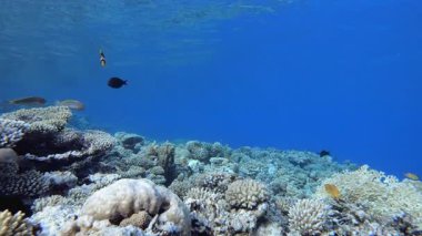 Mercan resifi balık sahnesi. Su altı deniz balığı. Tropik balık resifi denizcisi. Renkli sualtı deniz manzarası. Resif mercan sahnesi. Mercan bahçesi deniz manzarası. Renkli tropikal mercan resifleri.