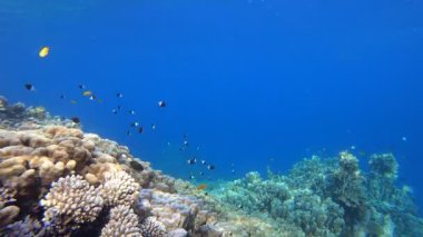 Balık Mavi Deniz Suyu. Su altı deniz balığı. Tropik balık resifi denizcisi. Renkli sualtı deniz manzarası. Resif mercan sahnesi. Mercan bahçesi deniz manzarası. Renkli tropikal mercan resifleri.