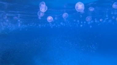 Denizanası Sualtı Mavi Balığı. Su altı deniz balığı. Tropik balık resifi denizcisi. Renkli sualtı deniz manzarası. Resif mercan sahnesi. Mercan bahçesi deniz manzarası. Renkli tropikal mercan resifleri.