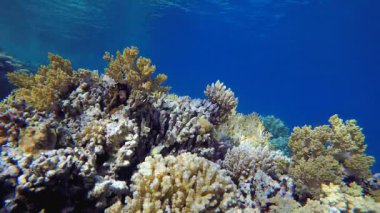 Deniz Mercan Renkli Bahçesi. Su altı deniz balığı. Tropik balık resifi denizcisi. Renkli sualtı deniz manzarası. Resif mercan sahnesi. Mercan bahçesi deniz manzarası. Renkli tropikal mercan resifleri.