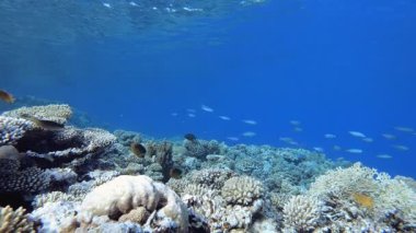 Deniz hayatı tropikal balık bahçesi. Tropik sualtı balığı. Su altı balık resifi denizcisi. Yumuşak ve sert mercanlar. Su altı balık bahçesi resifi. Mercan bahçesi deniz manzarası.