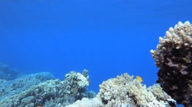 Deniz Tropikal Sualtı Balık Bahçesi. Tropik sualtı balığı. Su altı balık resifi denizcisi. Yumuşak ve sert mercanlar. Su altı balık bahçesi resifi. Mercan bahçesi deniz manzarası.
