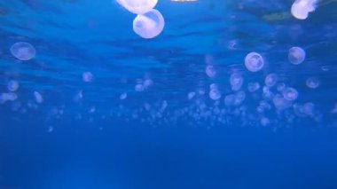 Kızıl Deniz Denizanası Mavi Deniz Suyu. Tropik sualtı balığı. Su altı balık resifi denizcisi. Yumuşak ve sert mercanlar. Su altı balık bahçesi resifi. Mercan bahçesi deniz manzarası.