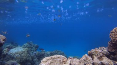 Resif Mercan Bahçesi Sualtı Hayatı. Tropik sualtı balığı. Su altı balık resifi denizcisi. Yumuşak ve sert mercanlar. Su altı balık bahçesi resifi. Mercan bahçesi deniz manzarası.