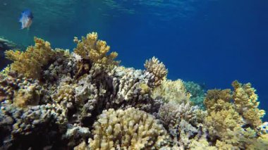 Deniz Resifi Sualtı Sahnesi. Tropik sualtı balığı. Su altı balık resifi denizcisi. Yumuşak ve sert mercanlar. Su altı balık bahçesi resifi. Mercan bahçesi deniz manzarası.