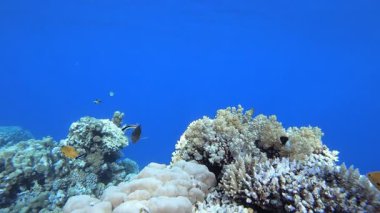 Resif Sahnesi Mercanları ve Balıkları. Tropik sualtı balığı. Su altı balık resifi denizcisi. Yumuşak ve sert mercanlar. Su altı balık bahçesi resifi. Mercan bahçesi deniz manzarası.