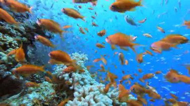 Su altındaki resif mercan bahçesi cam balığı. Su altı deniz balığı. Renkli sualtı deniz manzarası. Tropik balık resifi denizcisi. Su altı deniz balığı. Tropikal balık resifi denizcisi.