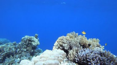Deniz suyu mercan bahçesi. Su altı deniz balığı. Renkli sualtı deniz manzarası. Tropik balık resifi denizcisi. Su altı deniz balığı. Tropikal balık resifi denizcisi.