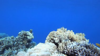 Tropikal Arka plan Mavi Deniz. Su altı deniz balığı. Renkli sualtı deniz manzarası. Tropik balık resifi denizcisi. Su altı deniz balığı. Tropikal balık resifi denizcisi.