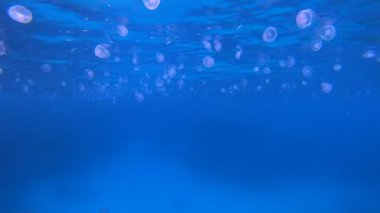 Tropik Mavi Sualtı Denizanası. Su altı deniz balığı. Renkli sualtı deniz manzarası. Tropik balık resifi denizcisi. Su altı deniz balığı. Tropikal balık resifi denizcisi.