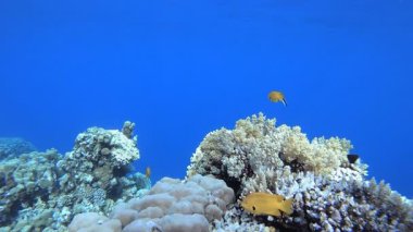 Tropik Renkli Sualtı Deniz Pelerini. Su altı deniz balığı. Renkli sualtı deniz manzarası. Tropik balık resifi denizcisi. Su altı deniz balığı. Tropikal balık resifi denizcisi.