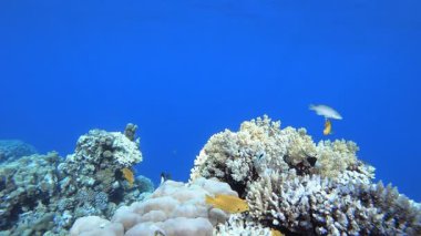 Tropikal Mercan Bahçe Hayatı. Su altı deniz balığı. Renkli sualtı deniz manzarası. Tropik balık resifi denizcisi. Su altı deniz balığı. Tropikal balık resifi denizcisi.