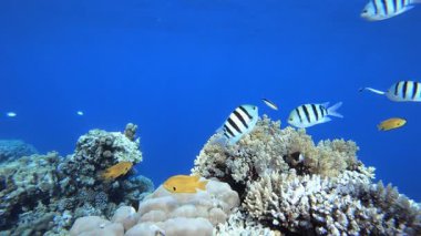 Tropik Mercan Bahçesi Deniz Hayatı. Su altı deniz balığı. Renkli sualtı deniz manzarası. Tropik balık resifi denizcisi. Su altı deniz balığı. Tropikal balık resifi denizcisi.