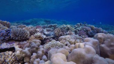 Tropik Mercan Bahçesi Deniz Hayatı. Su altı deniz balığı. Renkli sualtı deniz manzarası. Tropik balık resifi denizcisi. Su altı deniz balığı. Tropikal balık resifi denizcisi.