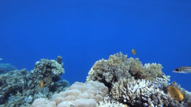 Tropikal Mercan Kayalıkları Deniz Burnu. Su altı deniz balığı. Renkli sualtı deniz manzarası. Tropik balık resifi denizcisi. Su altı deniz balığı. Tropikal balık resifi denizcisi.