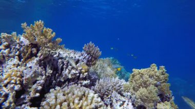 Tropik Mercan Sualtı Bahçe Hayatı. Su altı deniz balığı. Renkli sualtı deniz manzarası. Tropik balık resifi denizcisi. Su altı deniz balığı. Tropikal balık resifi denizcisi.