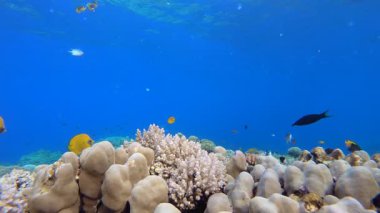 Tropik Balık Mercanları Deniz Resifi. Su altı deniz balığı. Renkli sualtı deniz manzarası. Tropik balık resifi denizcisi. Su altı deniz balığı. Tropikal balık resifi denizcisi.
