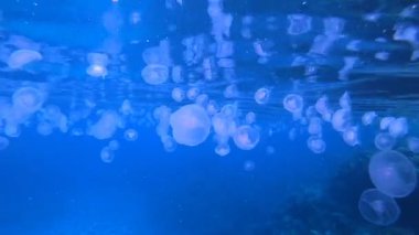 Tropik Denizanası. Su altı deniz balığı. Renkli sualtı deniz manzarası. Tropik balık resifi denizcisi. Su altı deniz balığı. Tropikal balık resifi denizcisi.