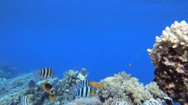 Tropikal Deniz Burnu Su Altında Yaşam. Su altı deniz balığı. Renkli sualtı deniz manzarası. Tropik balık resifi denizcisi. Su altı deniz balığı. Tropikal balık resifi denizcisi.