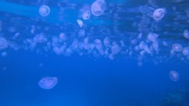 Tropik sualtı denizanası. Su altı deniz balığı. Renkli sualtı deniz manzarası. Tropik balık resifi denizcisi. Su altı deniz balığı. Tropikal balık resifi denizcisi.