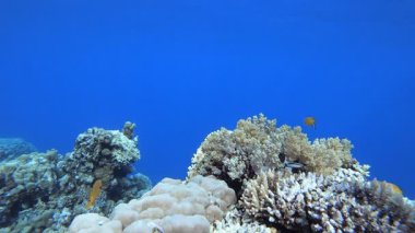 Sualtı Arkaplanı Tropikal Ortam. Su altı deniz balığı. Renkli sualtı deniz manzarası. Tropik balık resifi denizcisi. Su altı deniz balığı. Tropikal balık resifi denizcisi.