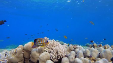 Su altında Güzel Mercan Balık Bahçesi. Su altı deniz balığı. Renkli sualtı deniz manzarası. Tropik balık resifi denizcisi. Su altı deniz balığı. Tropikal balık resifi denizcisi.