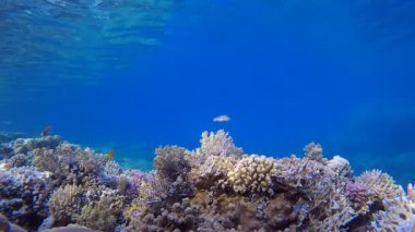 Su altı Güzel Sahne. Su altı deniz balığı. Renkli sualtı deniz manzarası. Tropik balık resifi denizcisi. Su altı deniz balığı. Tropikal balık resifi denizcisi.