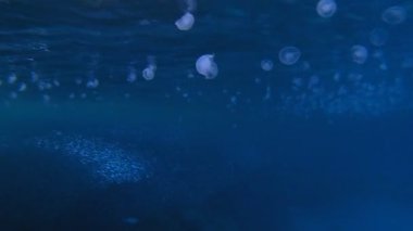 Sualtı Mavi Balık Denizanası. Su altı deniz balığı. Renkli sualtı deniz manzarası. Tropik balık resifi denizcisi. Su altı deniz balığı. Tropikal balık resifi denizcisi.