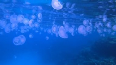 Su altı Mavi Denizanası. Su altı deniz balığı. Renkli sualtı deniz manzarası. Tropik balık resifi denizcisi. Su altı deniz balığı. Tropikal balık resifi denizcisi.