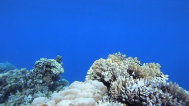 Sualtı Mavi Su Tropik Resifi. Su altı deniz balığı. Renkli sualtı deniz manzarası. Tropik balık resifi denizcisi. Su altı deniz balığı. Tropikal balık resifi denizcisi.