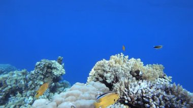 Su altı Renkli Resif Balığı. Tropik balık resifi denizcisi. Yumuşak sert mercanlar deniz manzarası. Canlı mercan bahçesi. Resif mercan sahnesi. Güzel yumuşak mercan. Deniz Resifi.