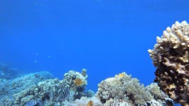 Sualtı Renkli Tropikal Balıklar. Tropik balık resifi denizcisi. Yumuşak sert mercanlar deniz manzarası. Canlı mercan bahçesi. Resif mercan sahnesi. Güzel yumuşak mercan. Deniz Resifi.
