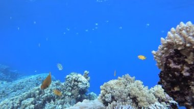Su altı mercan resifi denizcisi. Tropik balık resifi denizcisi. Yumuşak sert mercanlar deniz manzarası. Canlı mercan bahçesi. Resif mercan sahnesi. Güzel yumuşak mercan. Deniz Resifi.
