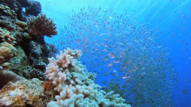 Sualtı Mercan Tropikal Resifi Cam Balığı. Tropik balık resifi denizcisi. Yumuşak sert mercanlar deniz manzarası. Canlı mercan bahçesi. Resif mercan sahnesi. Güzel yumuşak mercan. Deniz Resifi.