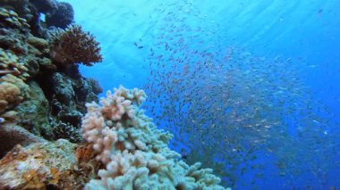 Su altı Cam-Balığı Tropik Resifi. Tropik balık resifi denizcisi. Yumuşak sert mercanlar deniz manzarası. Canlı mercan bahçesi. Resif mercan sahnesi. Güzel yumuşak mercan. Deniz Resifi.