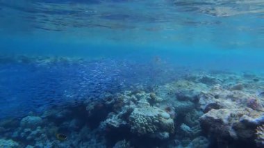 Mercan Bahçesi Mavi Balık. Tropik balık resifi denizcisi. Yumuşak sert mercanlar deniz manzarası. Canlı mercan bahçesi. Resif mercan sahnesi. Güzel yumuşak mercan. Deniz Resifi.