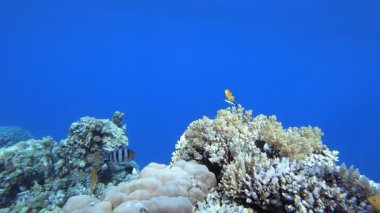 Sualtı Deniz Hayatı. Tropik balık resifi denizcisi. Yumuşak sert mercanlar deniz manzarası. Canlı mercan bahçesi. Resif mercan sahnesi. Güzel yumuşak mercan. Deniz Resifi.