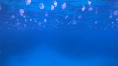 Sualtı Kızıldeniz Denizanası. Tropik balık resifi denizcisi. Yumuşak sert mercanlar deniz manzarası. Canlı mercan bahçesi. Resif mercan sahnesi. Güzel yumuşak mercan. Deniz Resifi.