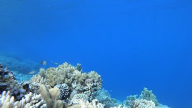 Su altı Mercan Kayalıkları. Tropik balık resifi denizcisi. Yumuşak sert mercanlar deniz manzarası. Canlı mercan bahçesi. Resif mercan sahnesi. Güzel yumuşak mercan. Deniz Resifi.