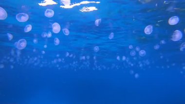 Sualtı Tropikal Mercan Resifi Denizanası. Resif mercan sahnesi. Mercan bahçesi deniz manzarası. Renkli tropikal resifler. Canlı mercan bahçesi.